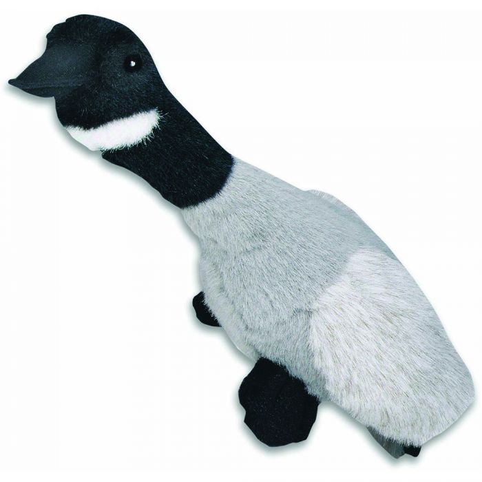 Migrator Canada Goose