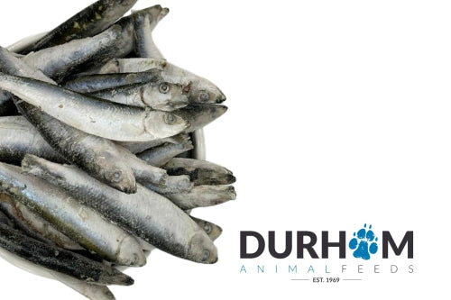 DAF Sprats Frozen