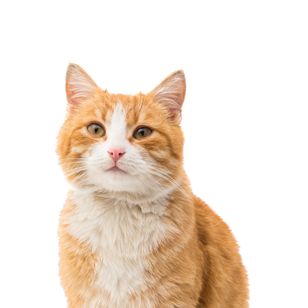 All Cat Products