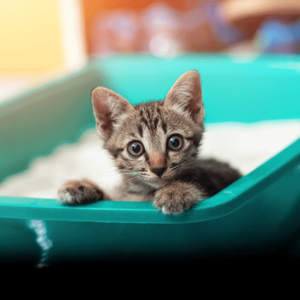 Cat Food