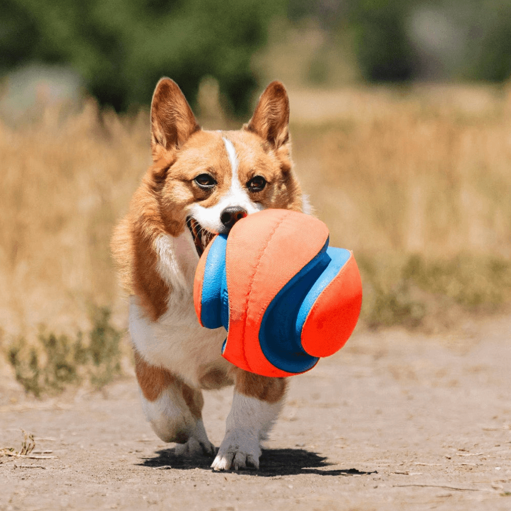 All Dog Toys
