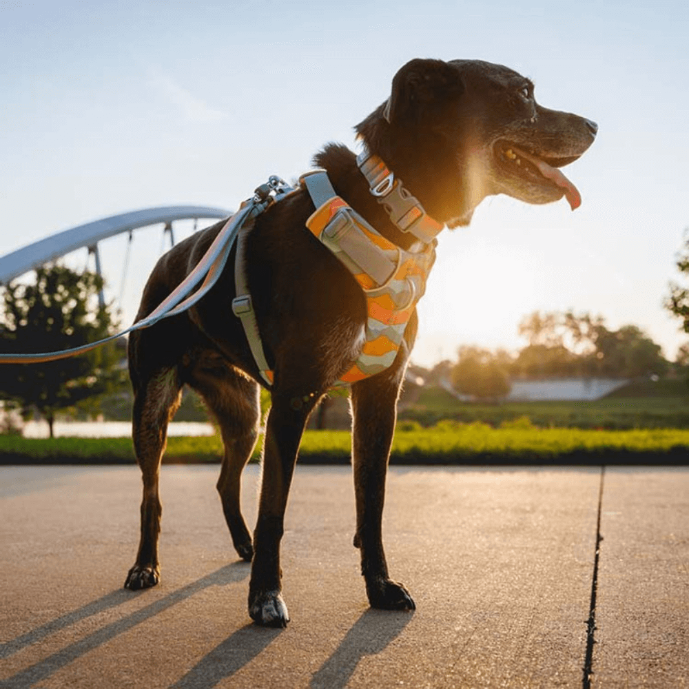 Dog Collars, Harnesses & Leads