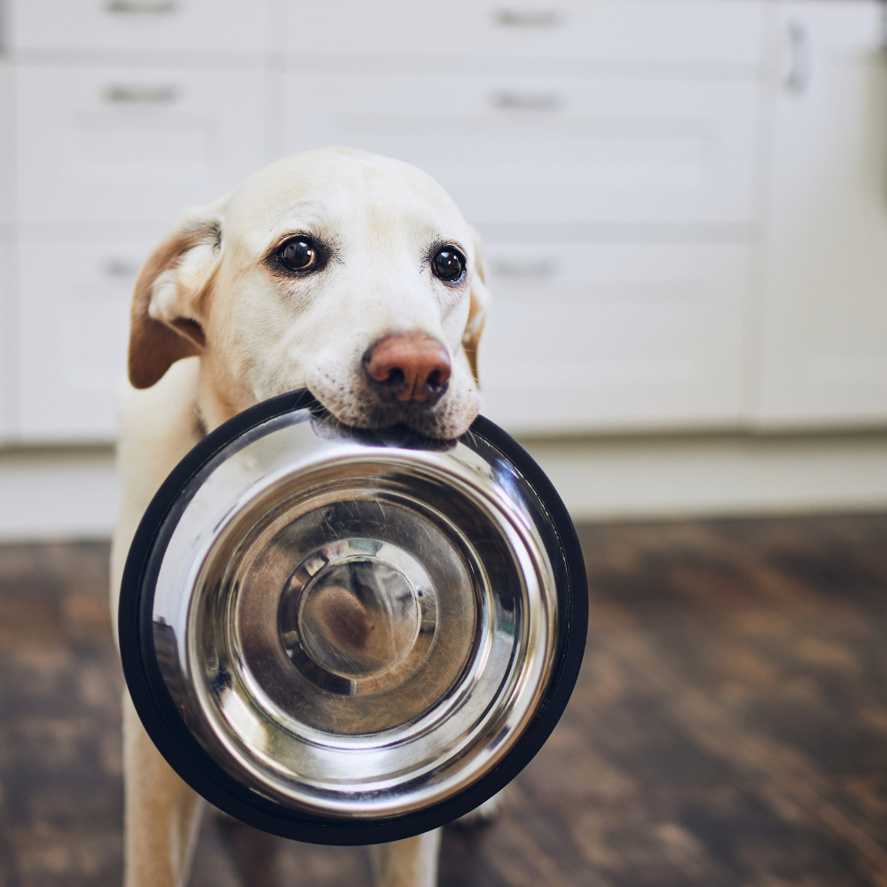 All Dry Dog Food