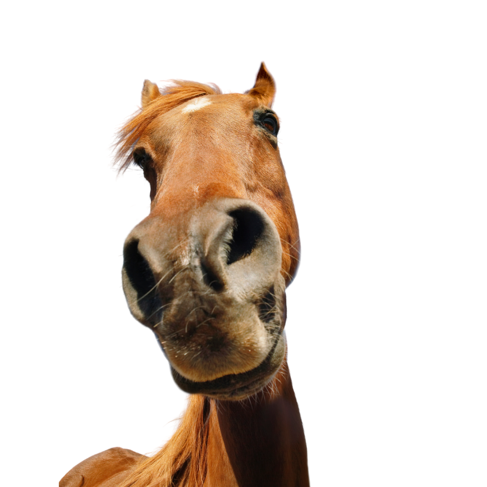 All Horse Products