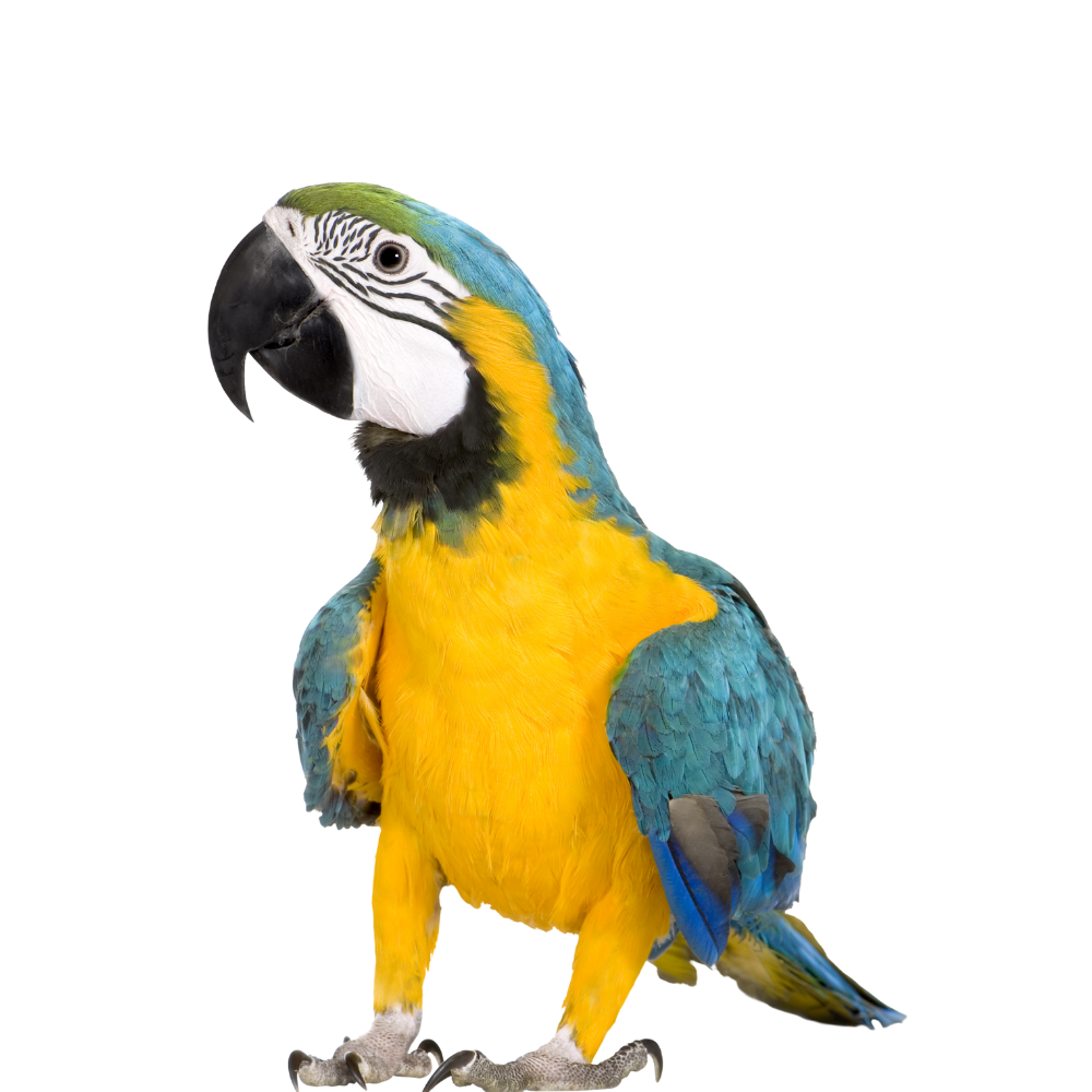 All Bird Products