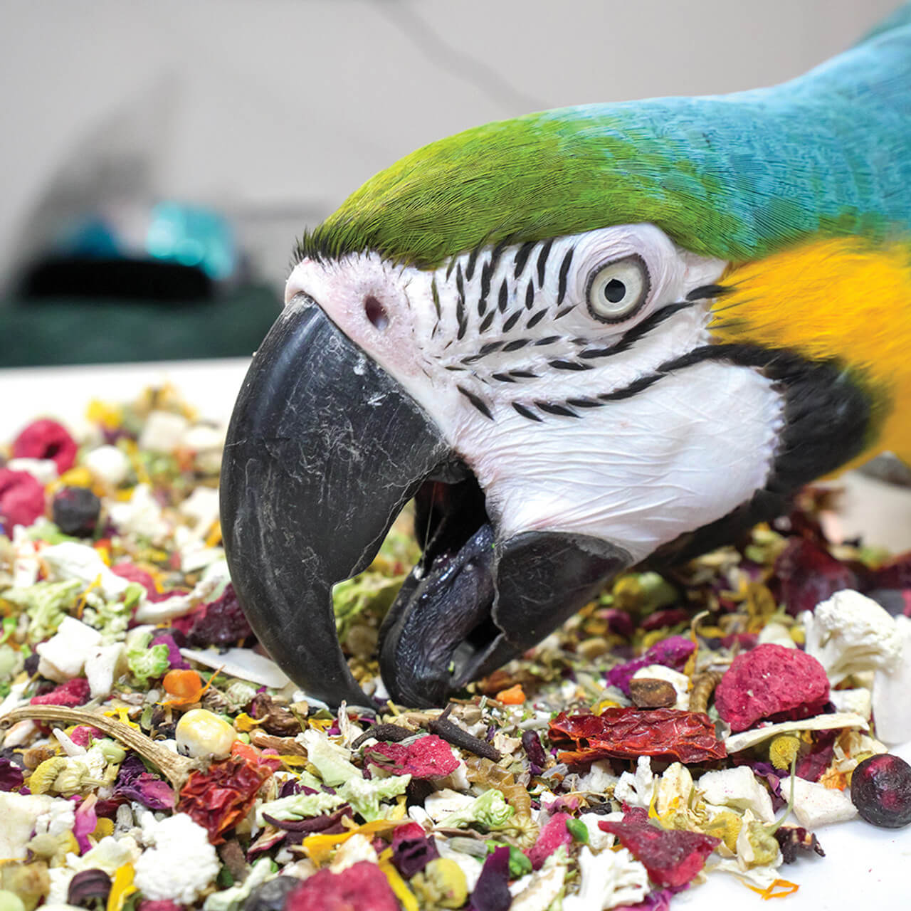 Caged Bird Feed