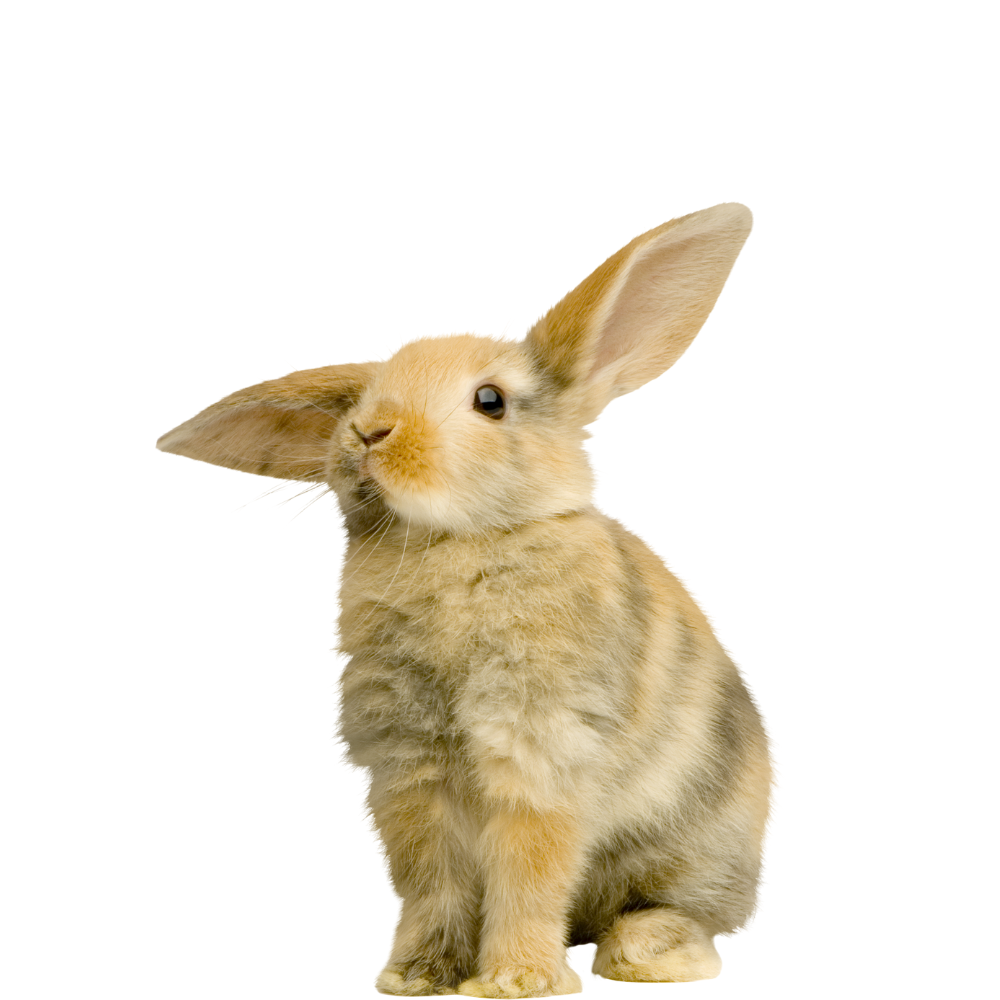 All Small Animal Products