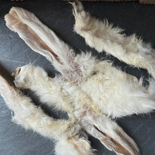 Hairy Rabbit Ears